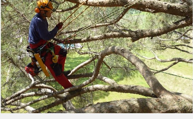 Tree-climbing e manutenzione del verde